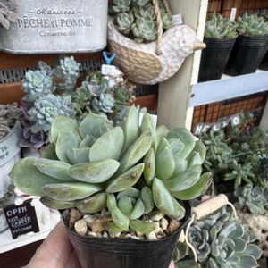 多肉,ピュアラブ,多肉植物,エケベリア属,ベランダガーデンの画像