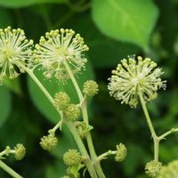ナデシコ,ウド,ヌスビトハギ,植物園,山野草の画像
