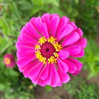 百日草,乙女心,ガーデニング,ピンクの花,かわいいな♡の画像