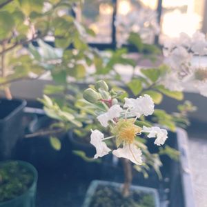 百日紅（サルスベリ),鉢植え,小品盆栽,ベランダの画像