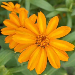 今日のお花,#ガーデニング,エクステリア,家庭菜園の画像