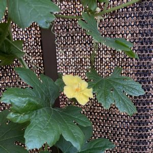 沖縄白苦瓜,プランター菜園,スマホ撮影,野菜遺産プロジェクト,家庭菜園の画像
