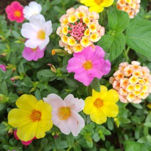 ランタナ,地植え,花壇の画像