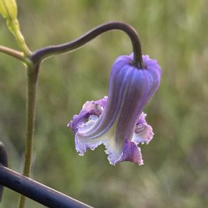 クレマチス,花あさぎ,鉢植え,山野草,美しいの画像