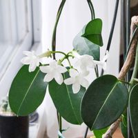 マダガスカルジャスミン,マダガスカルジャスミン,観葉植物,室内組の画像