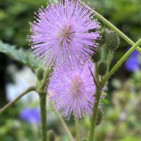 オジギソウ,オジギソウの蕾,千葉県,私のお庭,千葉県北西部の画像
