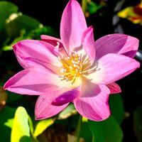 エリシマム,サルスベリ,ディアスシア,ハボタン,葉牡丹の画像