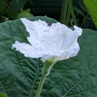 ヒョウタンの画像