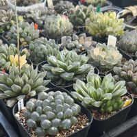 オブツーサ,ハオルチア,ハオルチア,多肉植物,軟葉系ハオルチアの画像