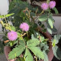オジギソウ,オジギソウの花の画像