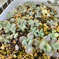 オパリナ,名無しさん,多肉植物,葉挿し,多肉棚の画像