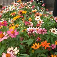 ヒャクニチソウ,ツマグロヒョウモン,ガーデニング,山野草,一重好きの画像