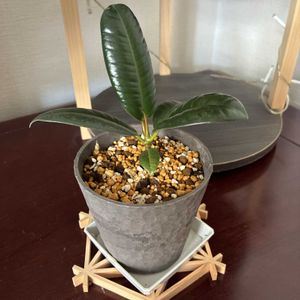 ゴムの木,観葉植物,ダイソー,TANIKU MY LOVE,いいねありがとうございます♪の画像