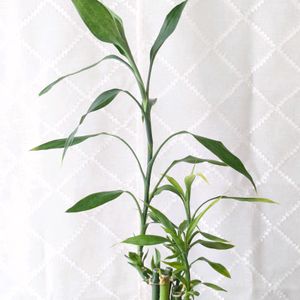 ミリオンバンブー,鉢植え,100均観葉植物,一本だけグングン,100均ミリオンバンブーの画像