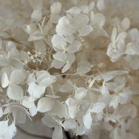 アナベル　ドライフラワー,漂白アナベルの画像