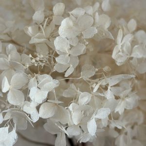 アナベル　ドライフラワー,漂白アナベルの画像