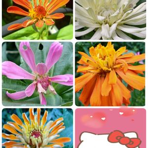 ヒャクニチソウ,百日草,白い花,ピンクの花,プランター栽培の画像