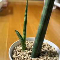 サンスベリア,多肉植物,観葉植物,鉢植え,ダイソーの画像