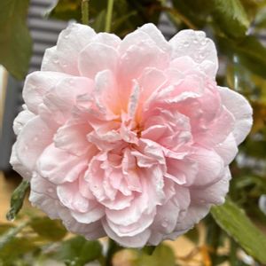 地植え,マイガーデン,太陽大好き,植物大好き,ばら バラ 薔薇の画像