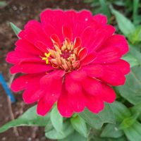 ヒャクニチソウ,ベランダガーデン,可愛い,癒し,花散歩の画像