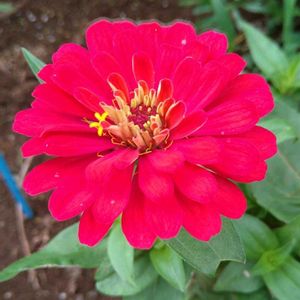 ヒャクニチソウ,ベランダガーデン,可愛い,癒し,花散歩の画像