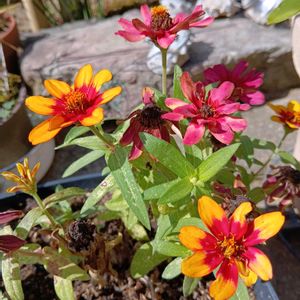 鉢植え,夏のお花,私の癒し♡,お花大好き✨,おうち園芸の画像