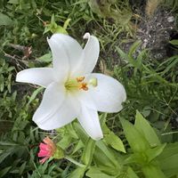 テッポウユリの画像