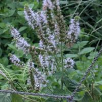 アップルミント,ヤブミョウガ（薮茗荷）,ホウセンカ（鳳仙花）,シロヤマブキ？,チャノキ(茶の木)の画像