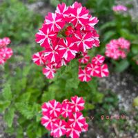 バーベナ,地植え,ガーデニング,玄関アプローチ,庭の画像