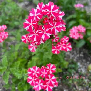 バーベナ,地植え,ガーデニング,玄関アプローチ,庭の画像