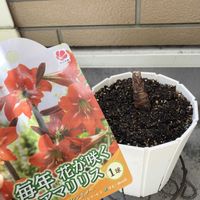 アマリリス,アマリリス バレンチノ,処分品の画像