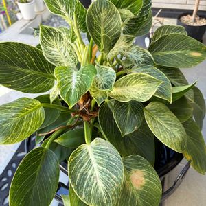 フィロデンドロン・バーキン,観葉植物,ダイソー,フィロデンドロン属の画像