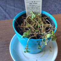 セダム,観葉植物,瀕死からの復活の画像