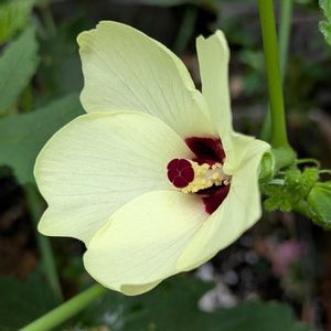 オクラの花,プランター,お花のある暮らし,小さな庭の画像