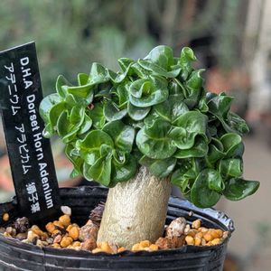 アデニウム アラビカム 獅子葉,塊根植物,成長記録,今日のベランダ,ワクワク止まらずの画像