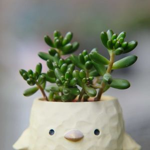 多肉植物,ベランダガーデニング,多肉植物のある暮らし,お気に入りの鉢,癒し…♡の画像