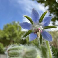 ボリジの画像