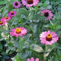 クチナシ,クチナシ,ヒャクニチソウ,ヒャクニチソウ,ピンクの花の画像