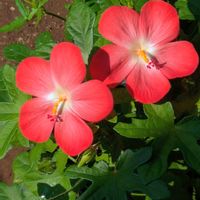花木,植木鉢,花いろいろ,バラと夢CLUB,おうち園芸の画像