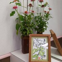 ショウジョウソウ,ヒャクニチソウ,絵手紙♡の画像