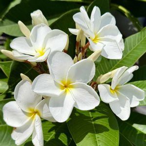 プルメリア,花芽,花のある暮らし,元気に育ててますよ,RuddyFrangipaniの画像