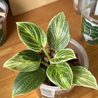 サトイモ科,フィロデンドロン,フィロデンドロン,観葉植物,ハイドロカルチャーの画像