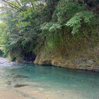 花火,イワタバコ,山野草,夏休み,七輪の画像