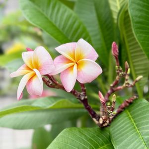プルメリア,花芽,花のある暮らし,室内越冬,元気に育ててますよの画像