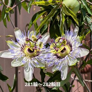 イトトンボ,今日の収穫野菜,今日の収穫野菜,トケイソウ親株,トケイソウ親株の画像
