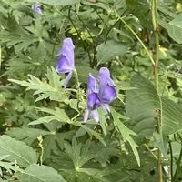 トリカブト,名前を教えて,名前を教えて,名前を教えて,花のある暮らしの画像