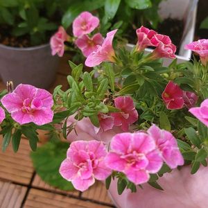 スーパーベル　ダブルチェリーリップル,初心者,ベランダガーデニング,初めて育てる,手探り状態の画像