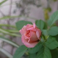 初心者,ベランダガーデニング,ばら バラ 薔薇,手探り状態の画像