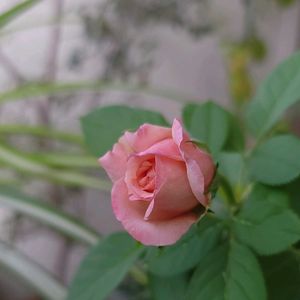 初心者,ベランダガーデニング,ばら バラ 薔薇,手探り状態の画像