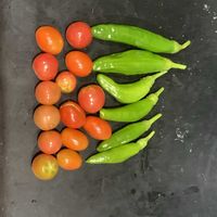 ミニトマト,シシトウ,可愛い,収穫,毎年恒例の画像